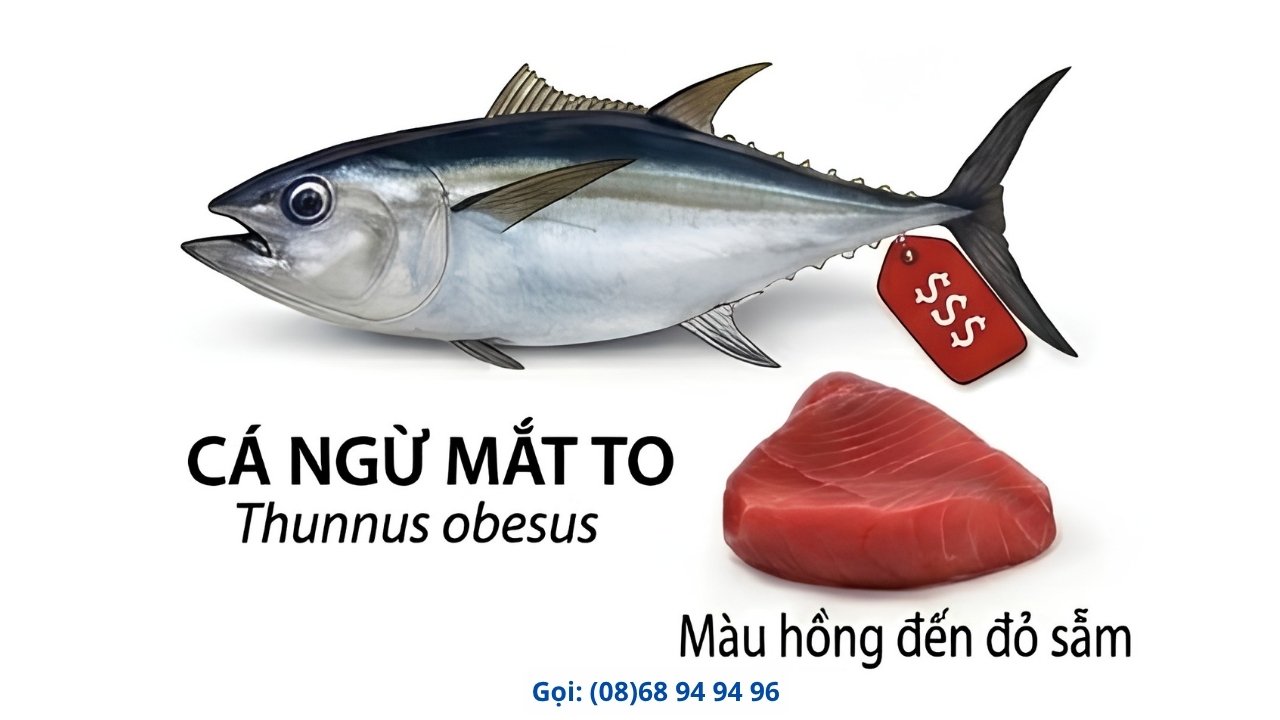 Cá Ngừ Mắt TO Cá Ngừ Mắt TO